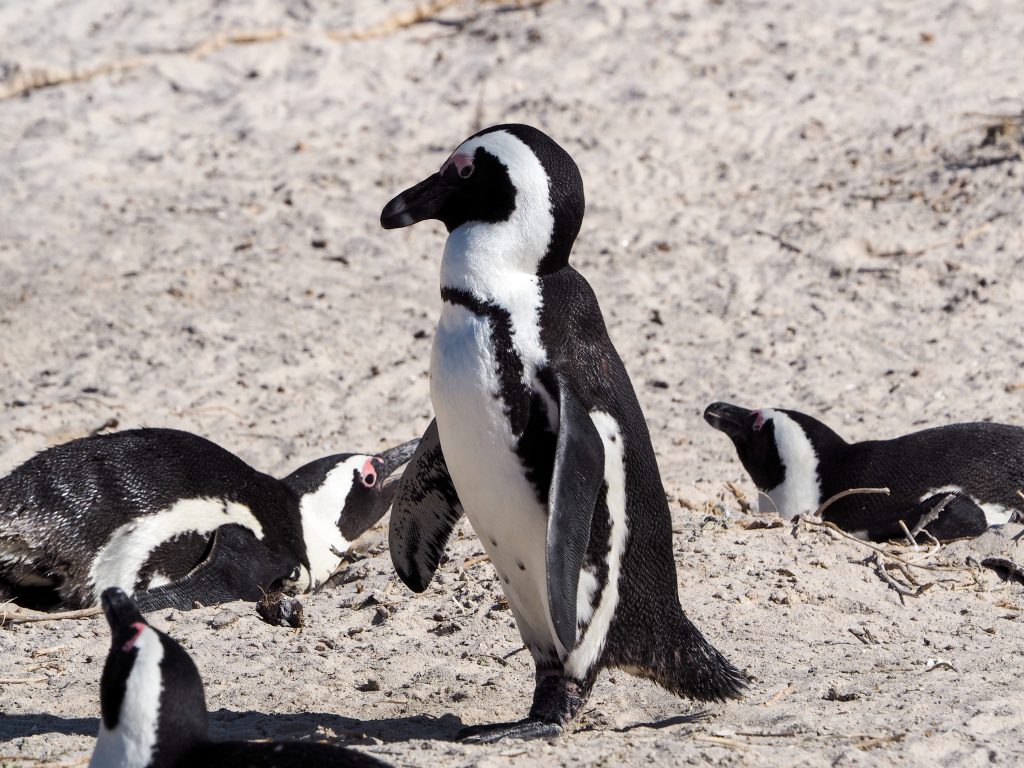 African penguins in Boulders beach. Cape Town