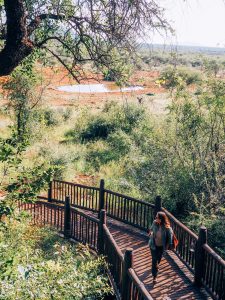 malaria-free family safari