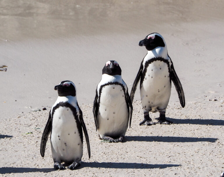 Visiting African penguins in Boulders beach. Practical tips.