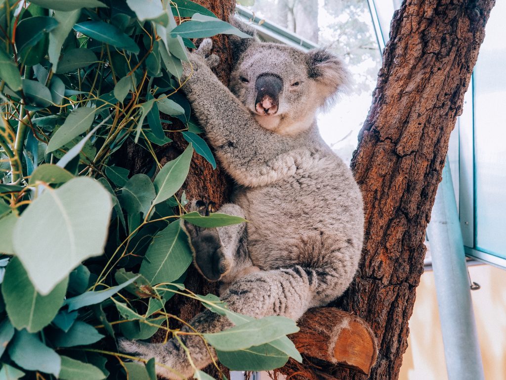 How to spend a perfect day in Sydney