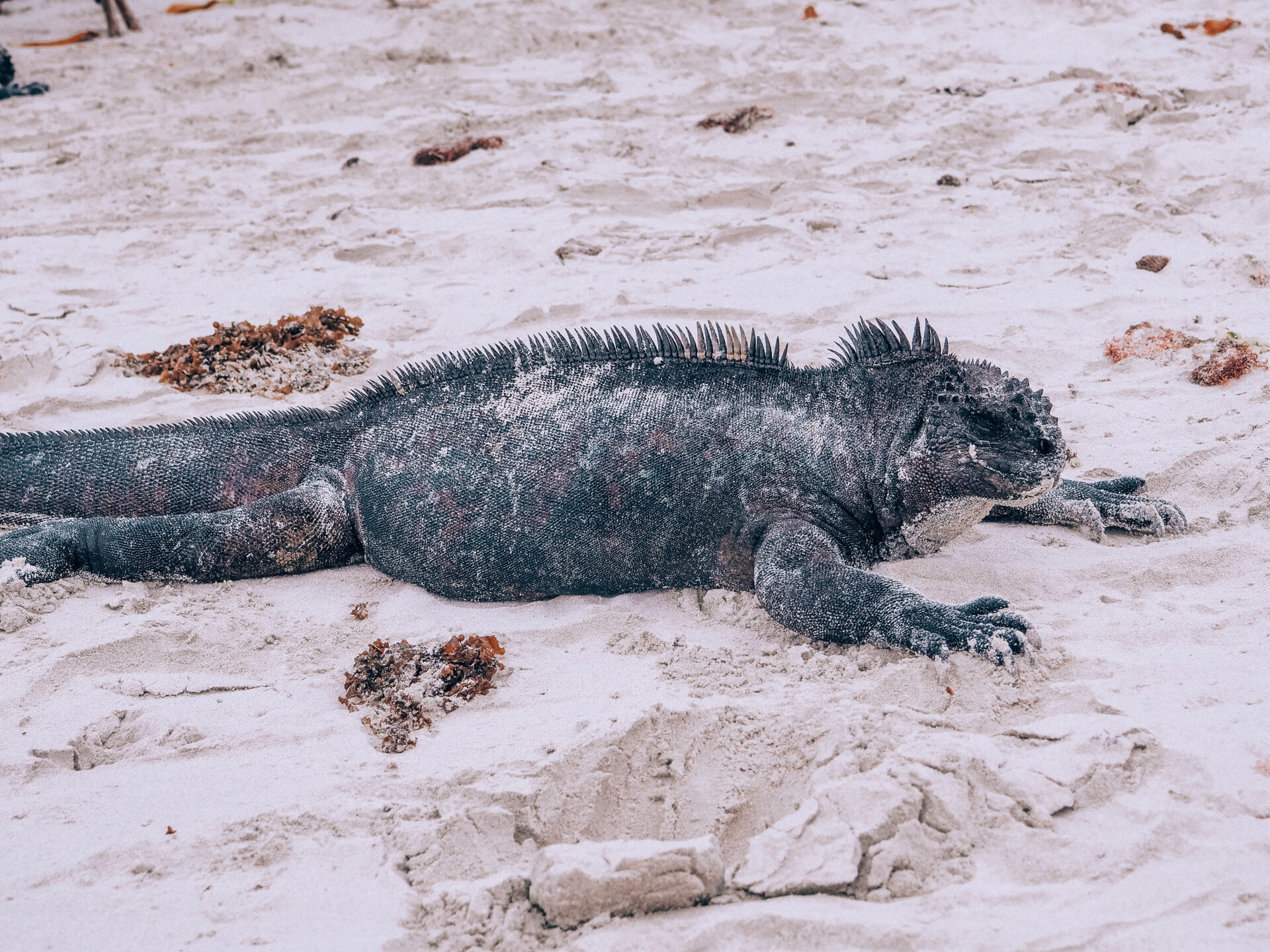 animals of galapagos