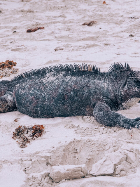 animals of galapagos